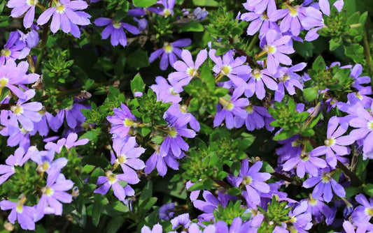 Benefits of Growing Native Ground covers.