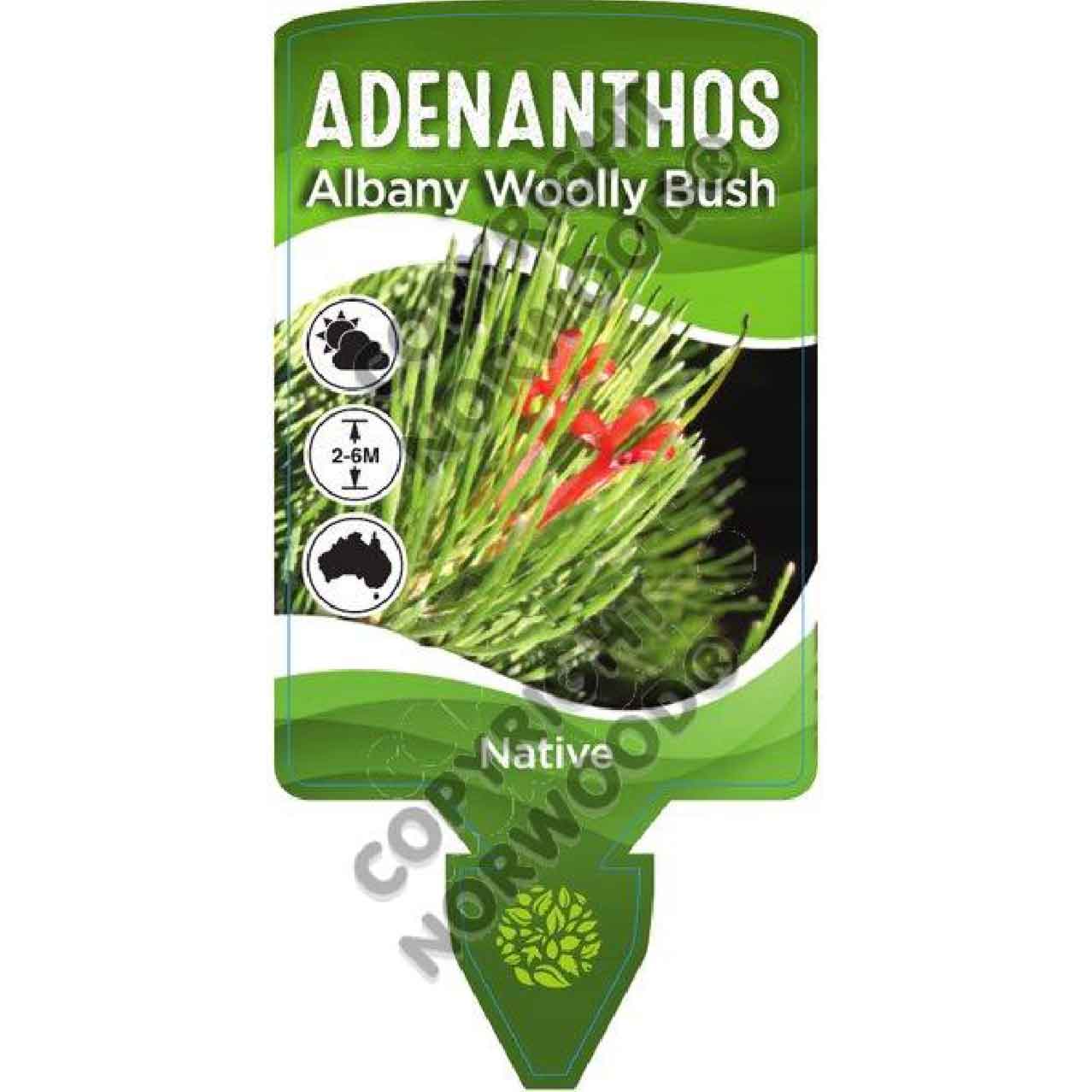 Albany Woolly Bush