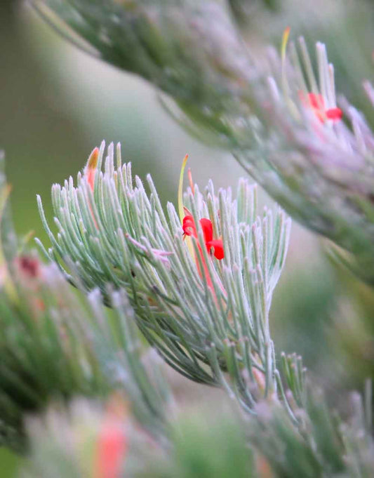 Woolly Bush