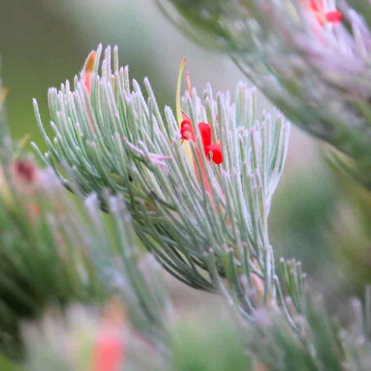 Albany Woolly Bush