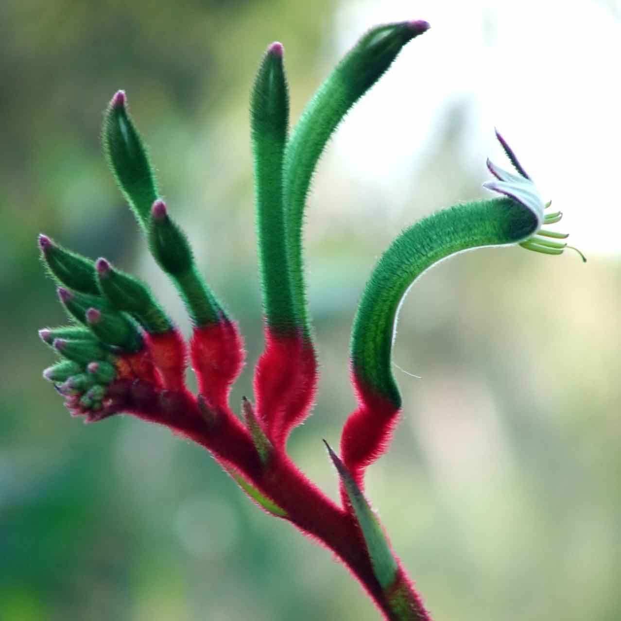 Mangles Kangaroo Paw