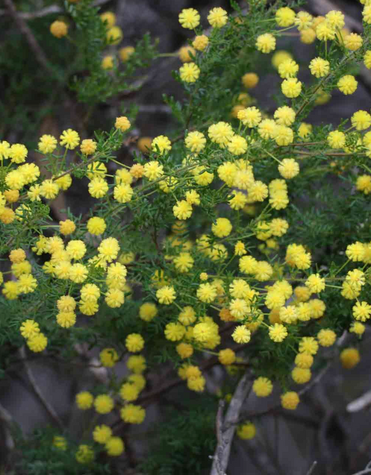 Acacia lasiocarpa