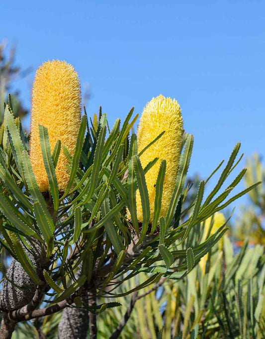 Candlestick Banksia | Banksia attenuata