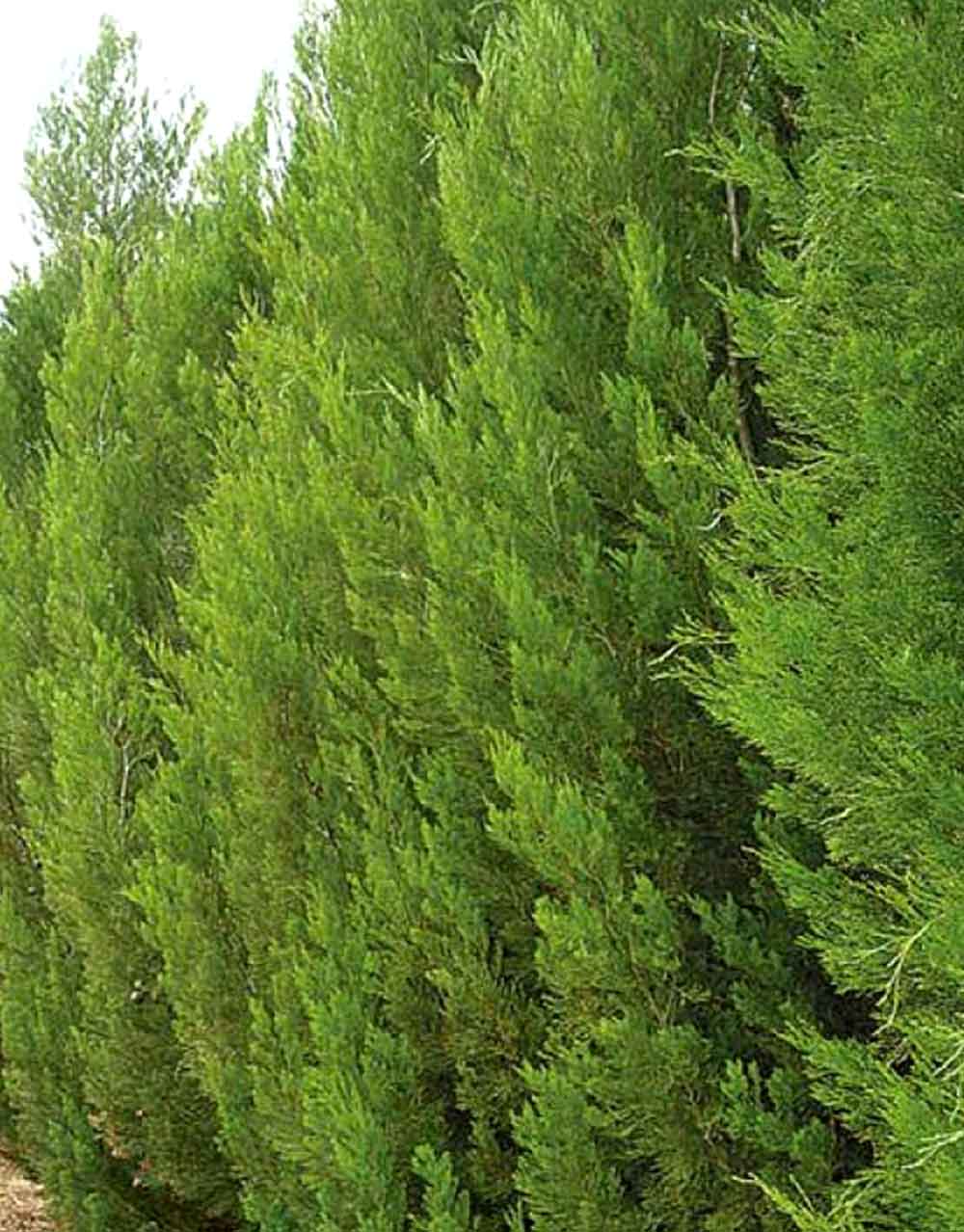 Rottnest Island Pine