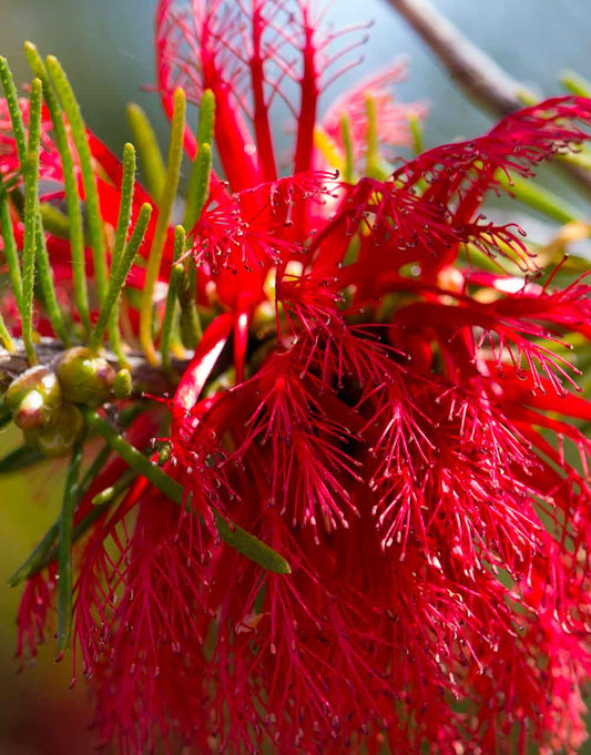 One-sided Bottlebrush