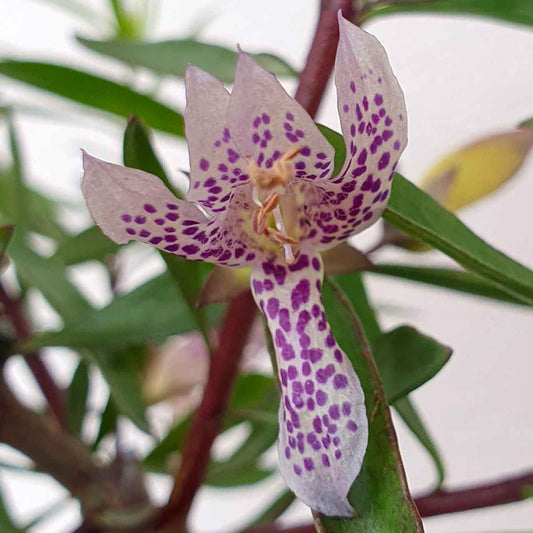 Eremophila maculata Silver