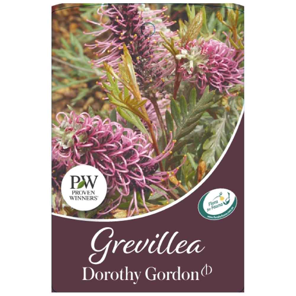 Grevillea 'Dorothy Gordon'