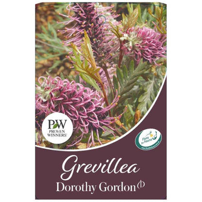 Grevillea 'Dorothy Gordon'