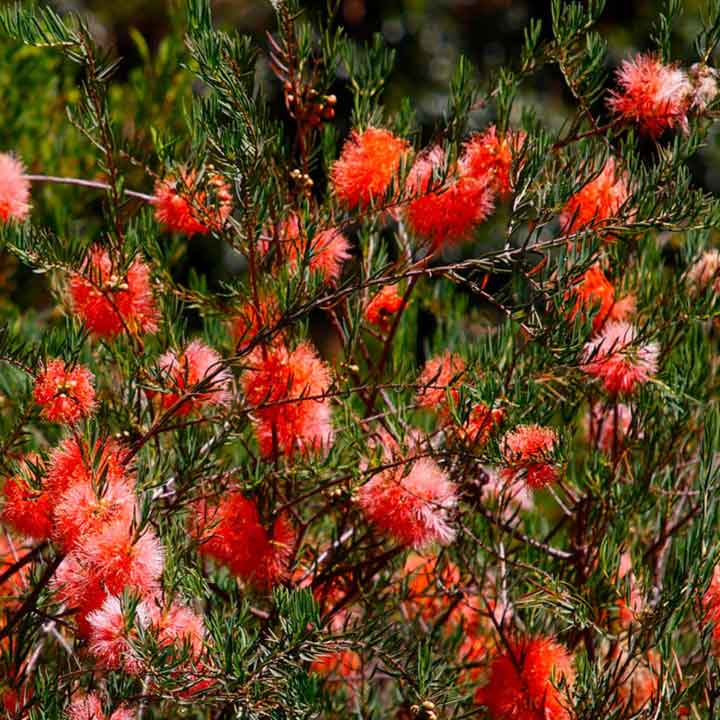 Scarlet Honey Myrtle