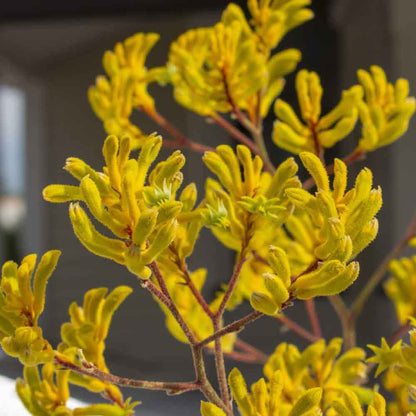 'Yellow Gem' Kangaroo Paw