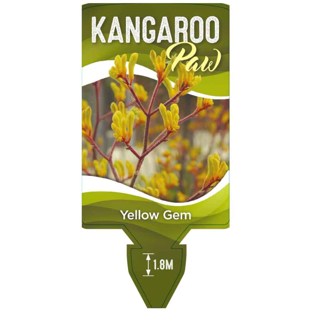 'Yellow Gem' Kangaroo Paw