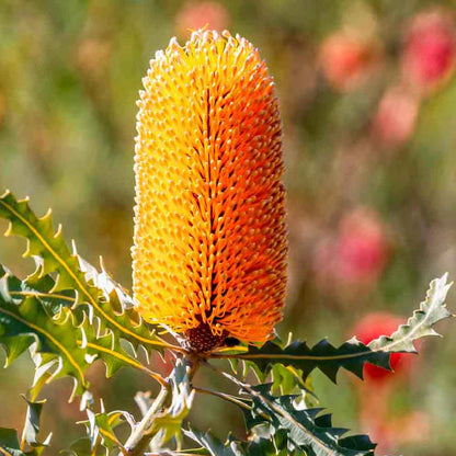 Banksia ashbyi dwarf