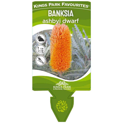 Banksia ashbyi dwarf