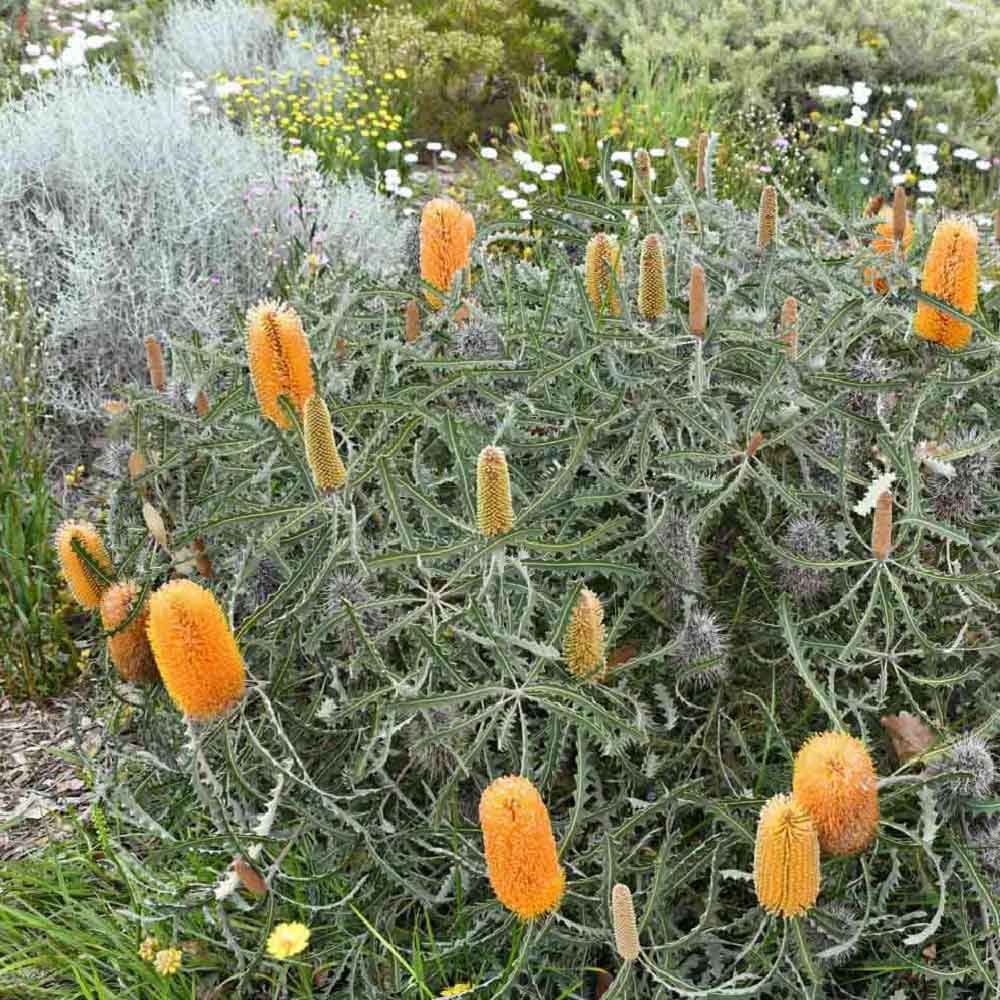 Banksia ashbyi dwarf