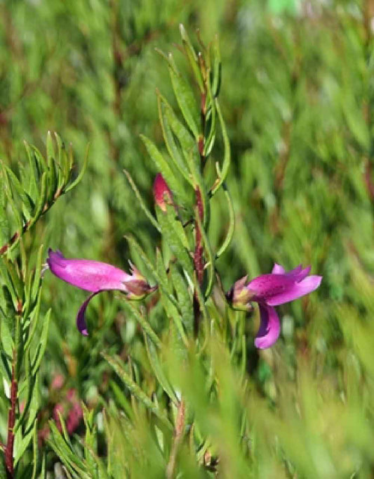 Eremophila 'Wildberry'