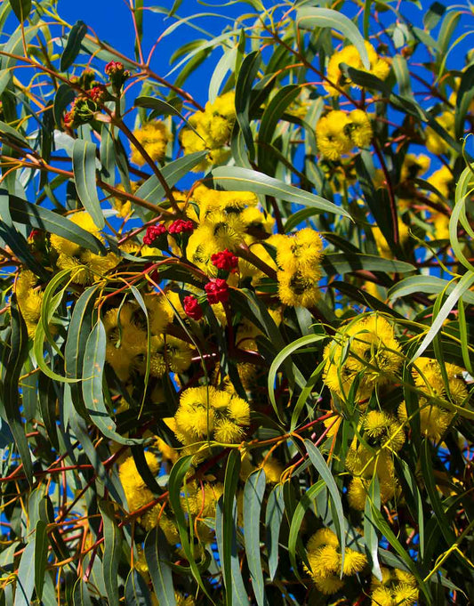 Illyarrie Red Cap Gum Tree