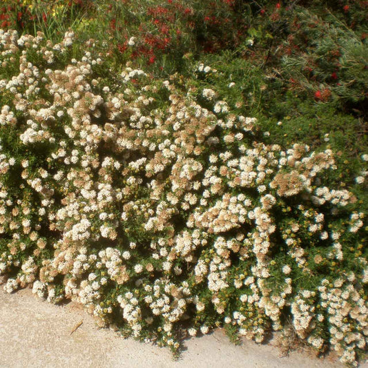 Grevillea crithmifolia postrate