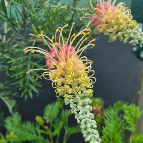 Grevillea 'Lemon Baby'