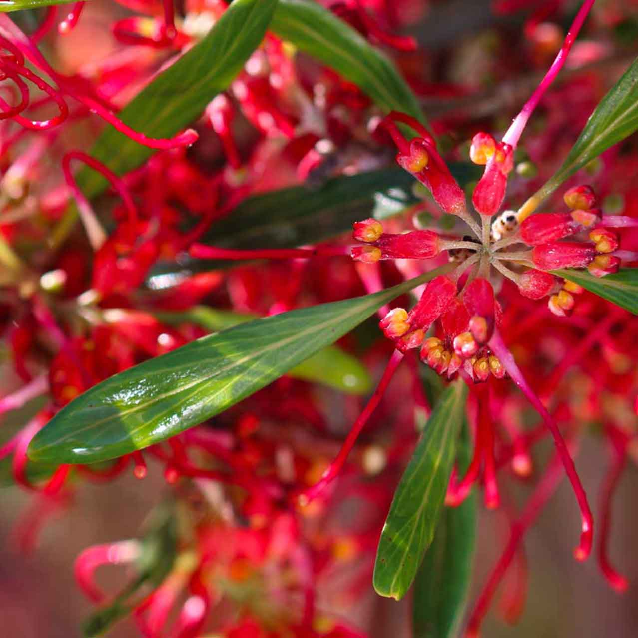 Grevillea olivacea