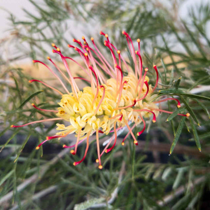 Grevillea 'Outback Sunrise'