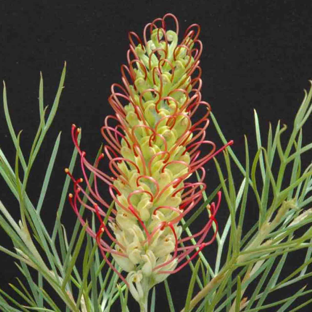 Grevillea 'Outback Sunrise'