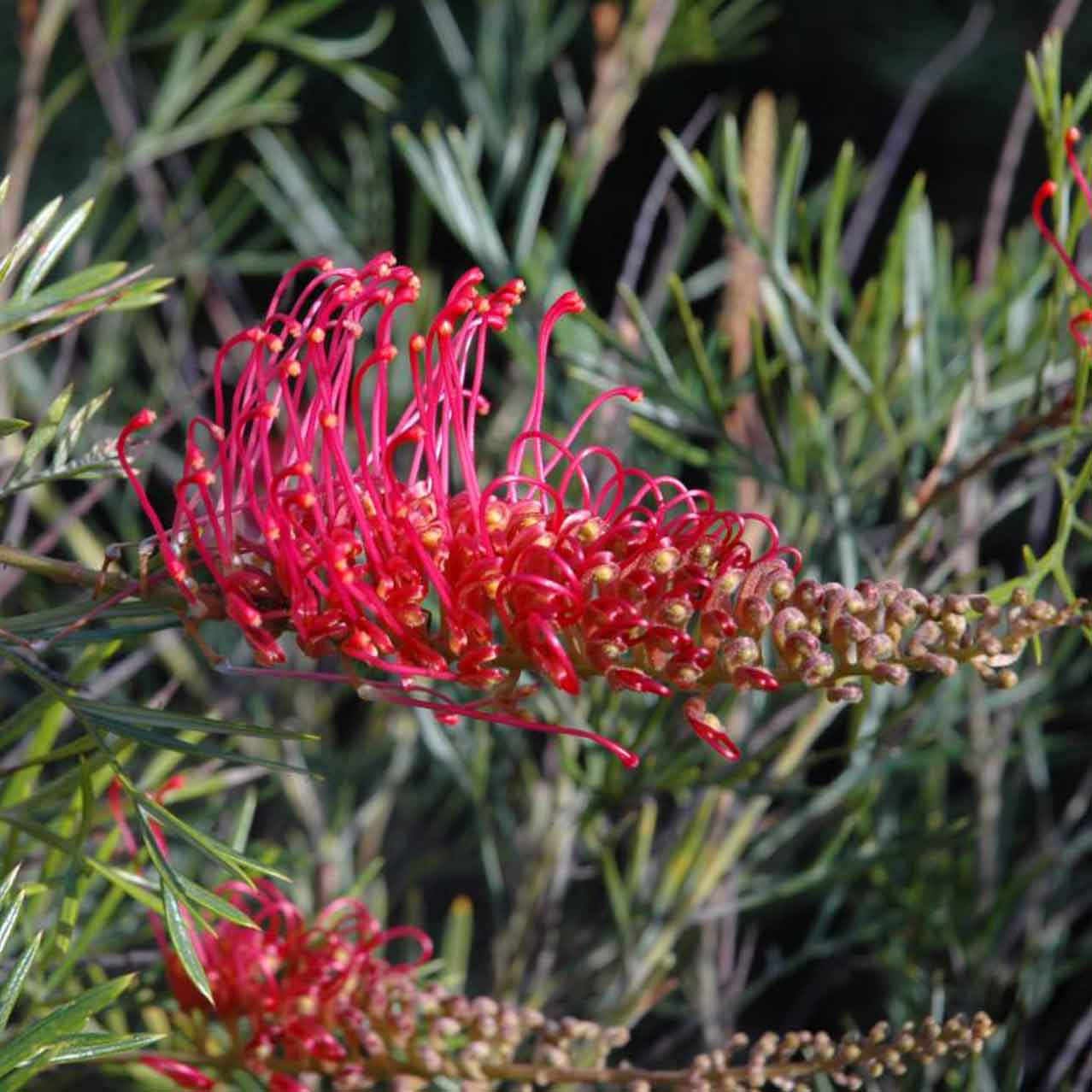 Grevillea 'Raspberry Dream'