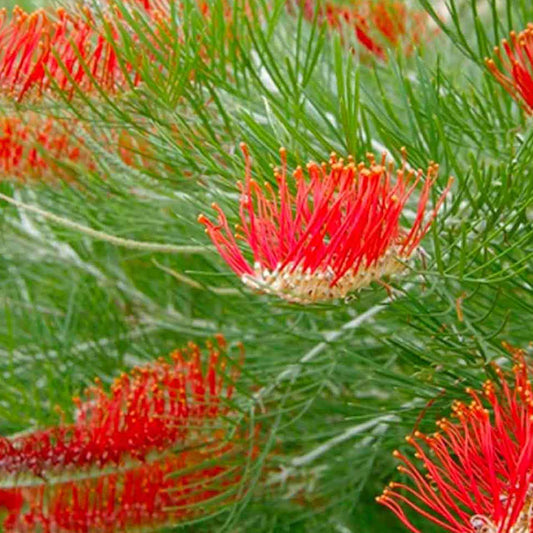 Grevillea 'Scarlet Moon'