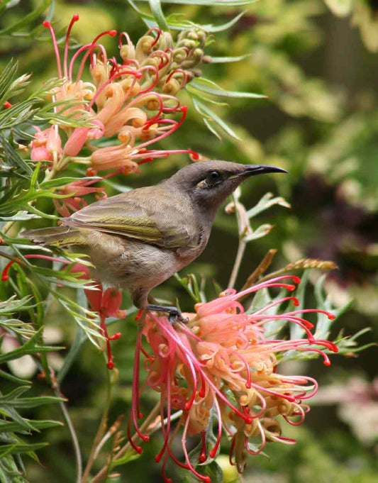 Grevillea 'Coconut Ice'