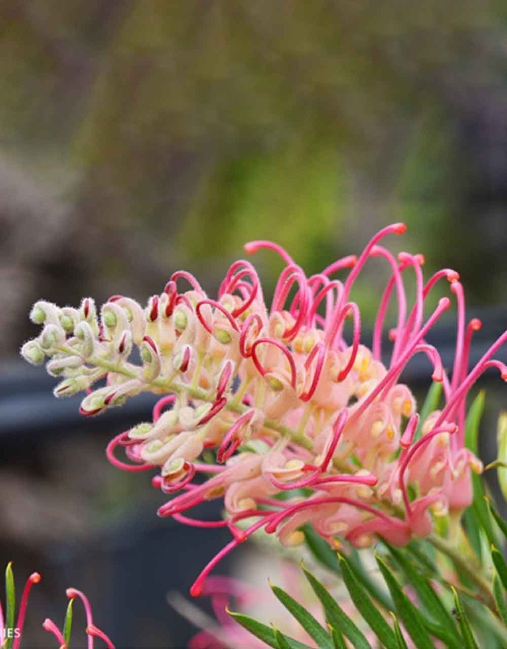 Grevillea Pink Profusion