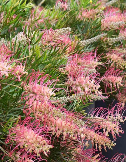 Grevillea Pink Profusion