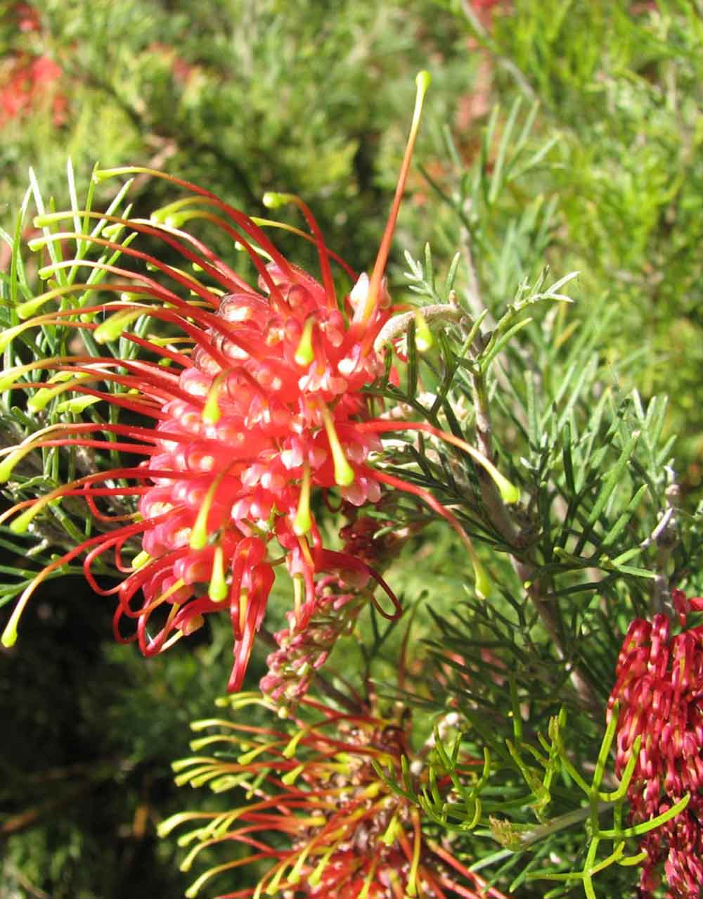 Spider-net Grevillea