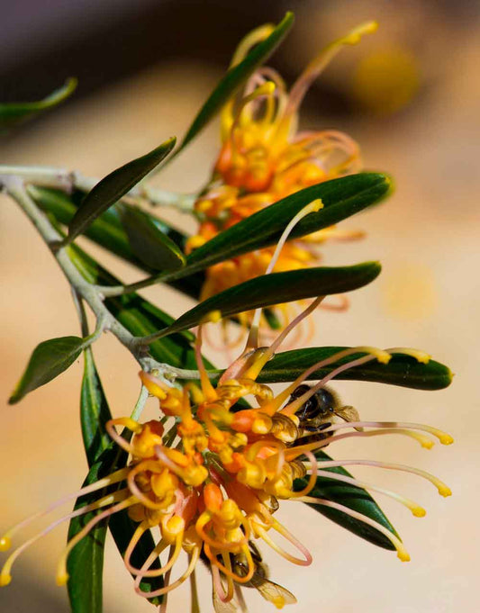 Grevillea Apricot Glow