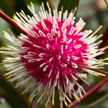 Pincushion Hakea | Hakea laurina