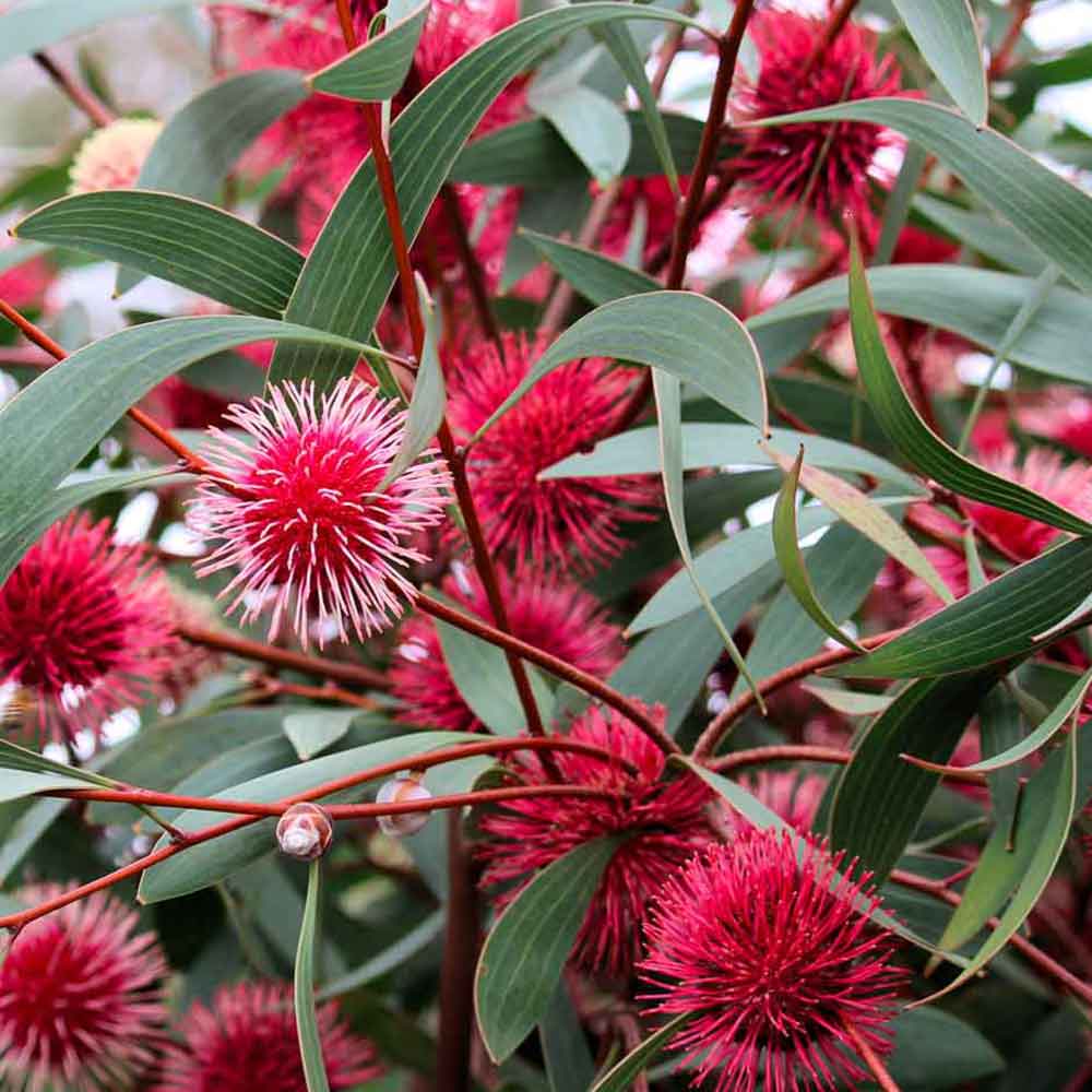 Pincushion Hakea | Hakea laurina