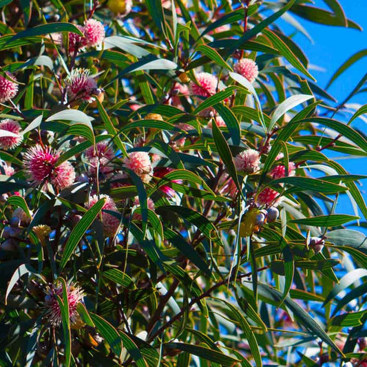 Pincushion Hakea | Hakea laurina