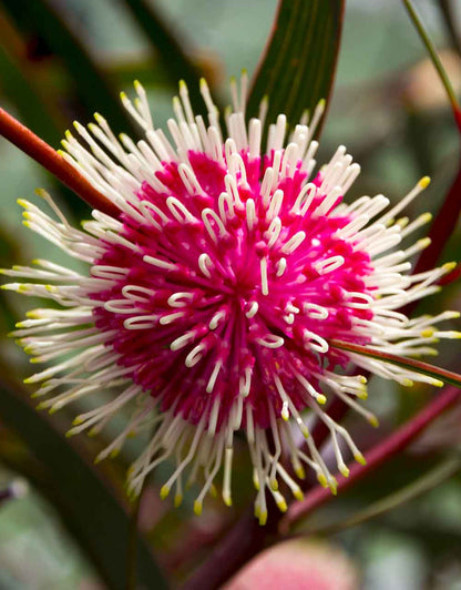 Hakea laurina hybrid 'Stockdale Sensation'