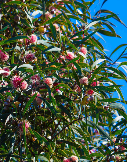 Hakea laurina hybrid 'Stockdale Sensation'