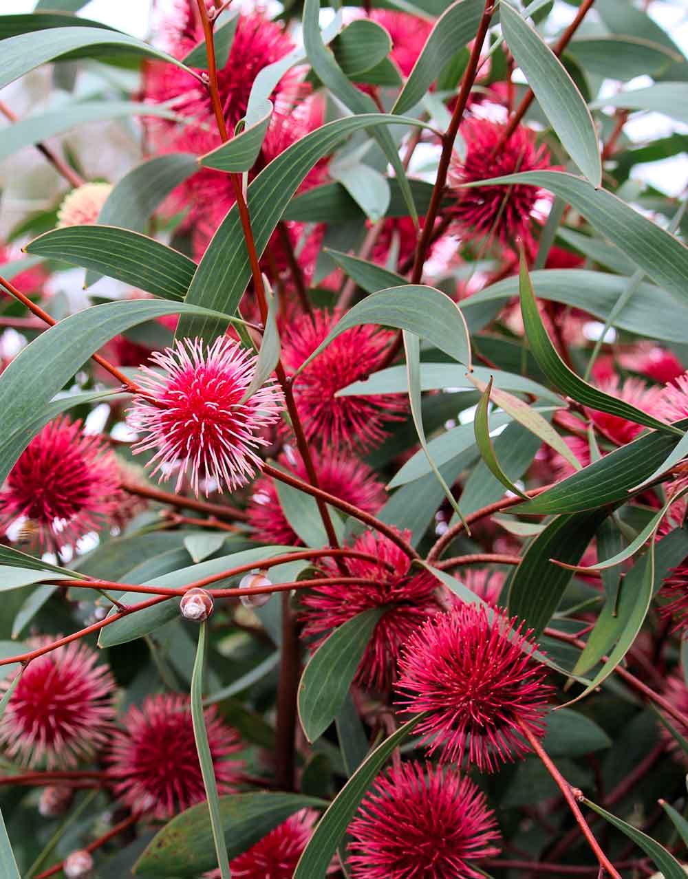 Hakea laurina hybrid 'Stockdale Sensation'