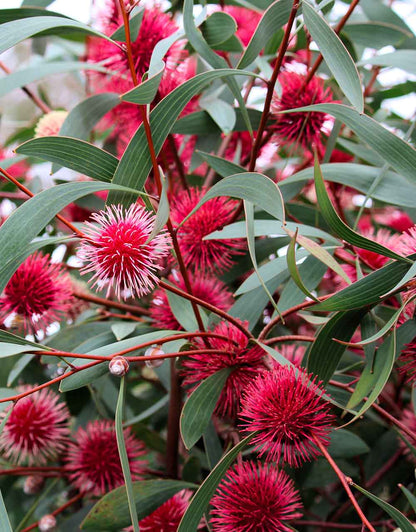 Hakea laurina hybrid 'Stockdale Sensation'