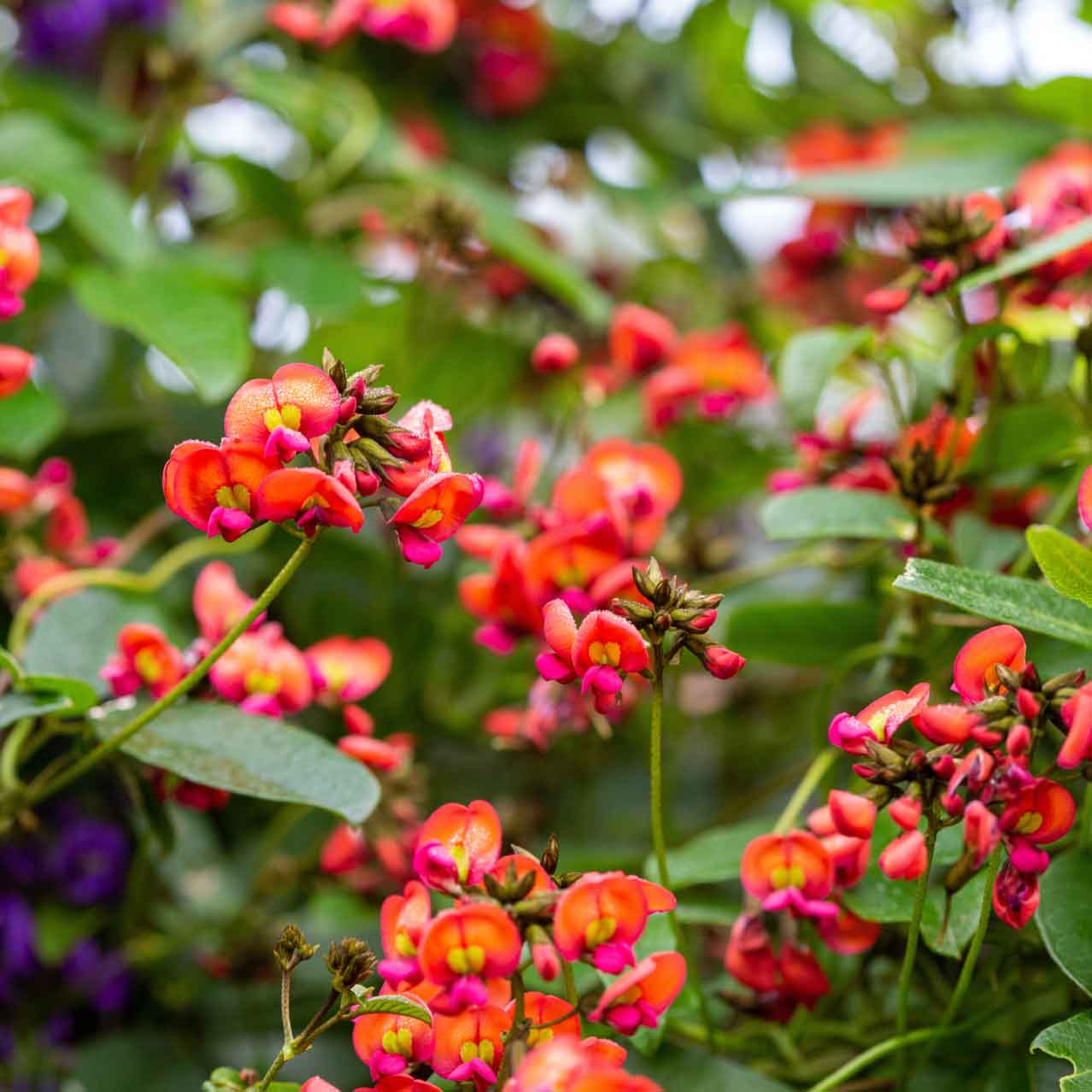 Coral Vine Ground Cover