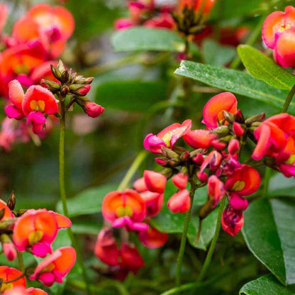 Coral Vine Ground Cover