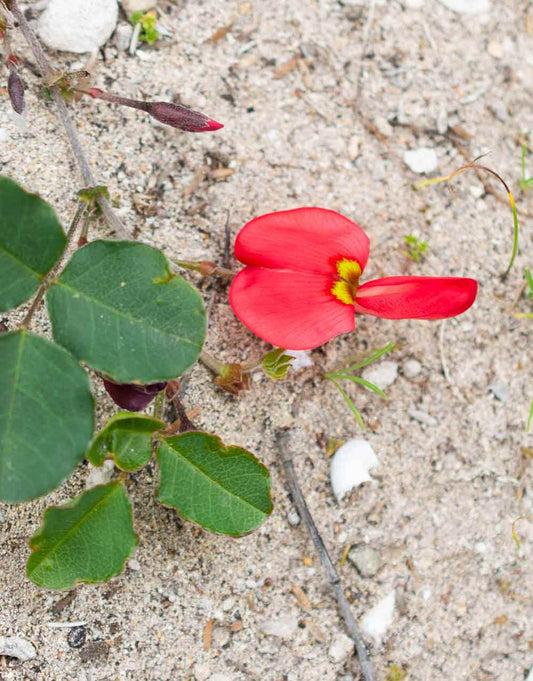 Scarlet Runner | Kennedia prostrata