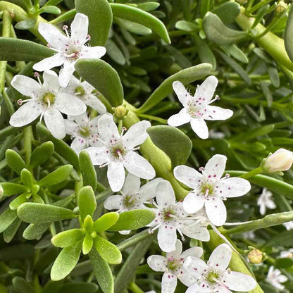 Creeping Boobialla - Myoporum parvifolium 'Broad White'