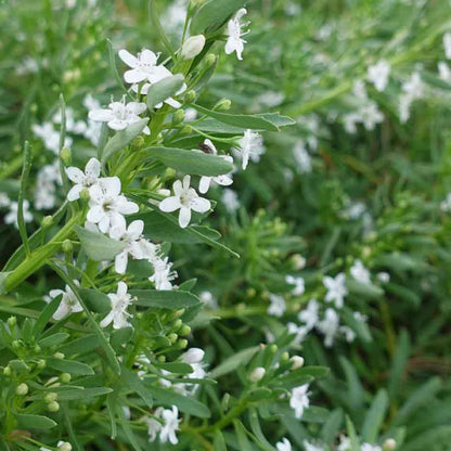 Creeping Boobialla - Myoporum parvifolium 'Broad White'