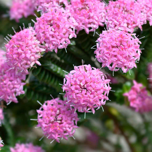 Pimelea ferruginea