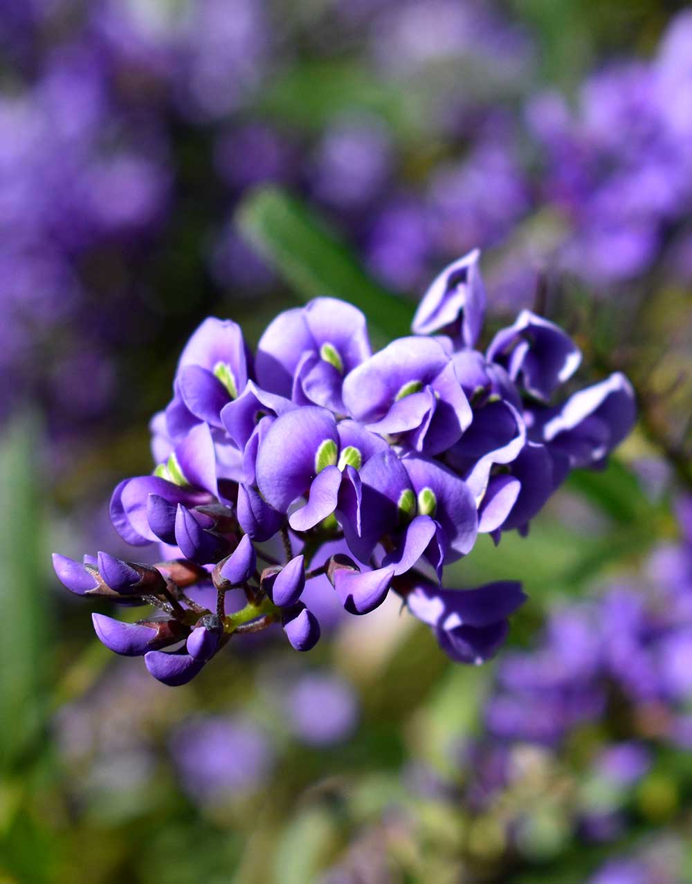 Native Wisteria