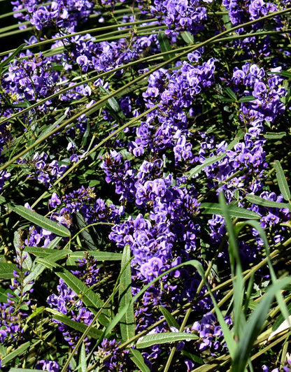 Native Wisteria