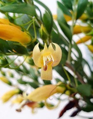 Eremophila maculata 'Allara'