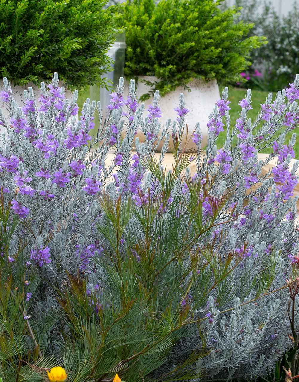 Eremophila nivea 'Silky Mist'