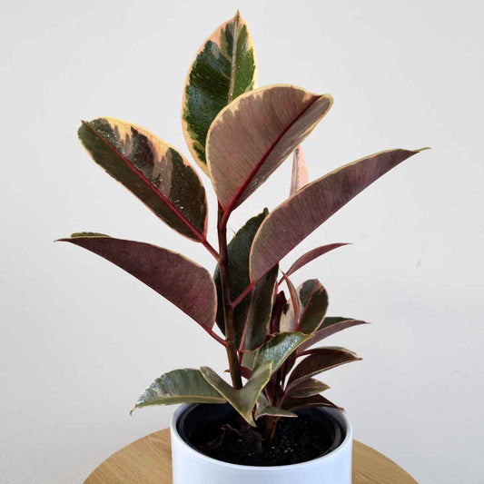 Tropical Bliss Plant Gift